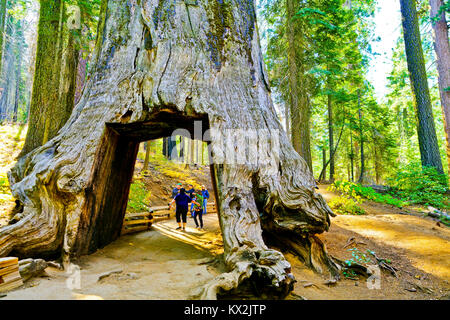 Parco Nazionale di Yosemite, USA- 10 Ottobre 2017 : Vista del morto struttura a tunnel in Tuolumne Grove, il Parco Nazionale Yosemite il 10 ottobre 2017. Foto Stock