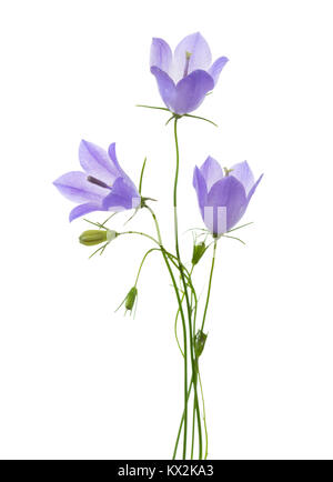 Tre campanule isolato su bianco. Foto Stock