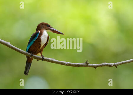 Bianco-throated Kingfisher - Halcyon smyrnensis, Sri Lanka. Seduto sul ramo vicino all'acqua. Foto Stock