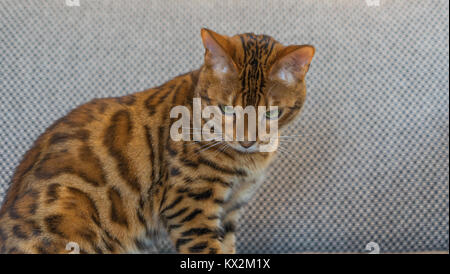 Gatto del Bengala Foto Stock