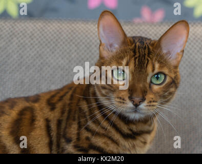 Gatto del Bengala Foto Stock