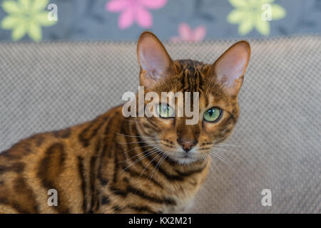 Gatto del Bengala Foto Stock