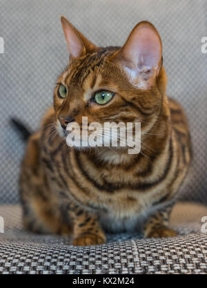 Gatto del Bengala Foto Stock