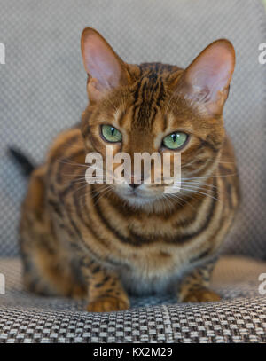 Gatto del Bengala Foto Stock
