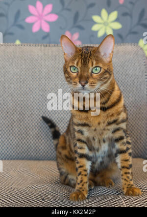 Gatto del Bengala Foto Stock