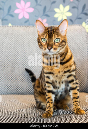 Gatto del Bengala Foto Stock
