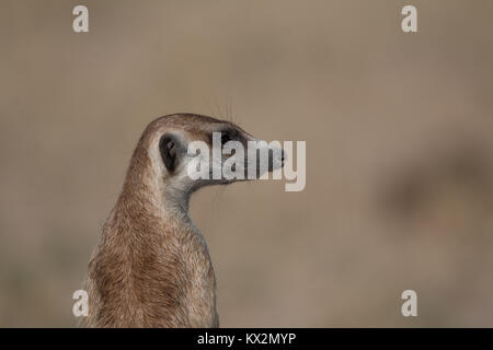 Meerkat nel Kalahari Foto Stock