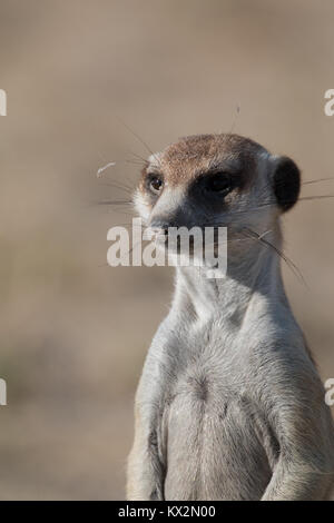 Meerkat nel Kalahari Foto Stock