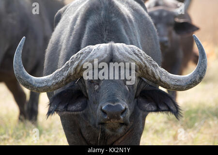 Bufalo del capo Foto Stock