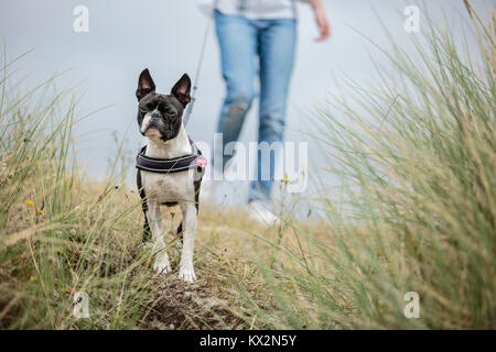 Ragazzo e Boston Terrier in vacanza in Bretagna Francia in estate Foto Stock