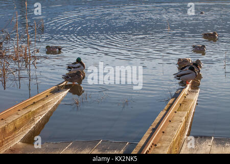 Le anatre bastarde, stando in piedi sui binari in acciaio di una barca di rampa di lancio Foto Stock