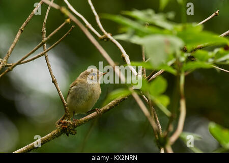 Common Chiffchaff, Phylloscopus collybita, in sambuco, Sambucus nigra, West Lothian, Scozia, Regno Unito Foto Stock