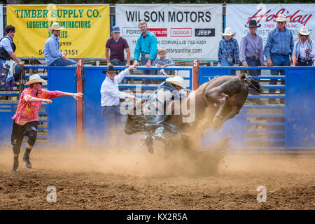 Bull concorso di equitazione, Philomath Frolic & Rodeo, Oregon, Stati Uniti d'America Foto Stock