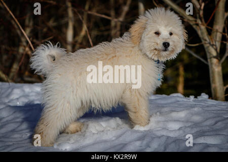 Un estremamente grazioso cucciolo golden doodle in piedi nella neve in una giornata di sole. Il Golden Ears sono davvero in contrasto con il bianco della neve. Il cucciolo di cane mi Foto Stock