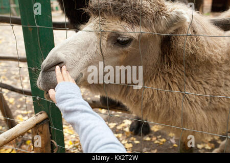 Un essere umano sta alimentando un cammello in un zoo tthrough una cella Foto Stock