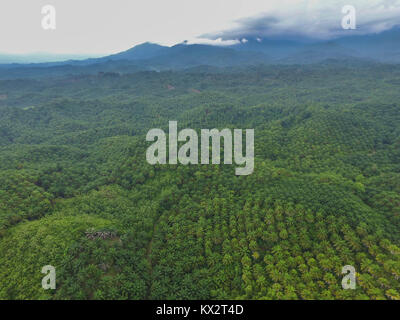 Antenna vista drone di olio di palma piantagione della reggenza di Luwu Utara, Sulawesi meridionale, Indonesia. Foto Stock