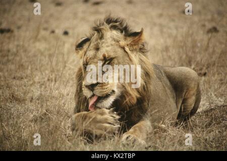 Nero-maned Lion leccare ferite zampa Foto Stock