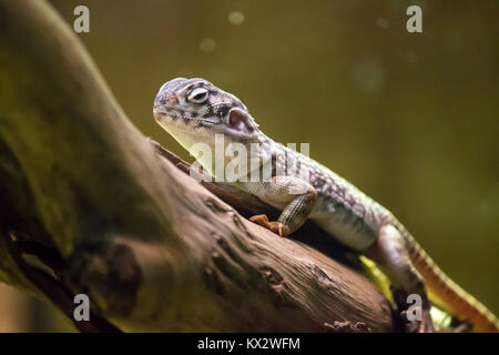 Lizard seduta con pelle chiazzato su un ramo di albero Foto Stock