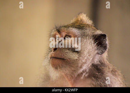 Primo piano di una lunga coda Macaque monkey Foto Stock