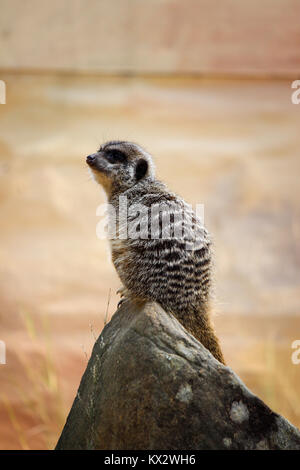 Meerkat vigile seduto su una roccia Foto Stock
