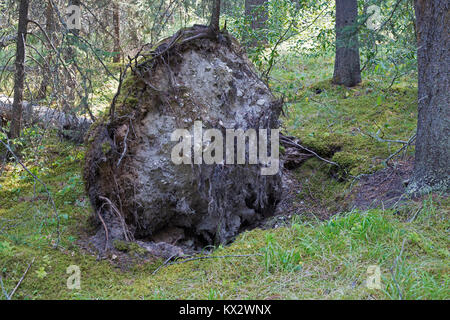 Tumulo di radice di albero caduto nel Parco Nazionale di Banff Foto Stock