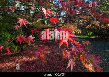 Acer giapponesi in autunno Foto Stock