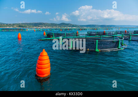 Spigola farm Fonda, Sicciole natura salina Park, Slovenia, Europa Foto Stock