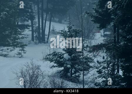 Snowy winter wonderland nei boschi su Gennaio 6, 2018 a 9:40 AM. Foto Stock