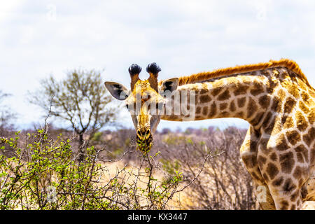 Primo piano di una giraffa guardando la telecamera nella savana area centrale il Kruger Park in Sud Africa Foto Stock