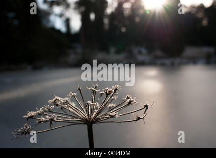 Frosty seedheads e congelato stagno, Bedgebury, Kent Foto Stock