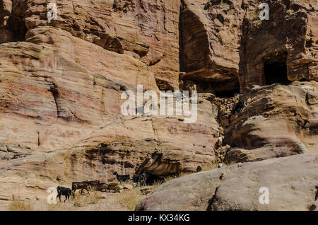 Capre scendono lungo le rocce di Petra in Giordania Foto Stock