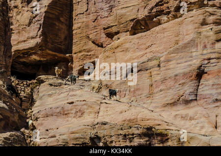 Capre scendono lungo le rocce di Petra in Giordania Foto Stock
