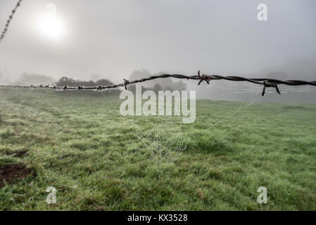 Una recinzione fatta di filo spinato, una ragnatela coperto di rugiada e il sole cercando di perforare la nebbia che copre la campagna Foto Stock