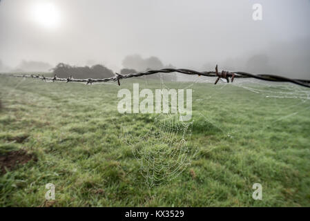 Una recinzione fatta di filo spinato, una ragnatela coperto di rugiada e il sole cercando di perforare la nebbia che copre la campagna Foto Stock