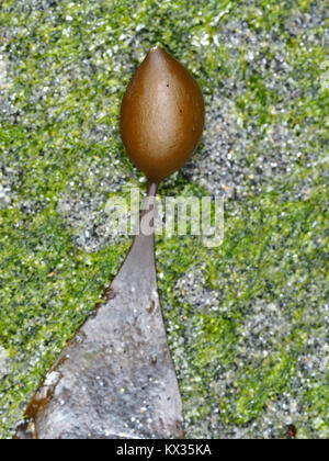 Primo piano di Macrocystis piryfera kelp pneumatocyst (vescica gassosa) Foto Stock