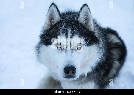 Stanco huskies rilassante dopo una snowy dogsledding viaggio su un bianco artico giorno. Riisitunturi, Kuusamo, Finlandia. Foto Stock