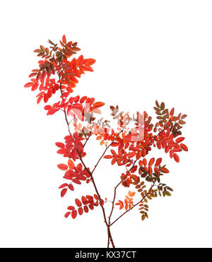 Due rami con colorate Foglie di autunno (Rose) isolato su bianco Foto Stock