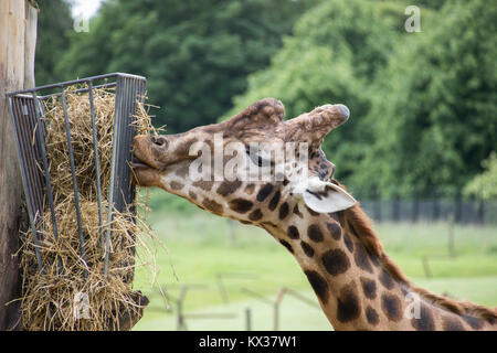 Unico giraffa a mangiare il fieno, close-up Foto Stock