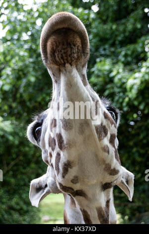 Giraffe guardando il cielo Foto Stock