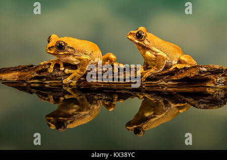 Una macro immagine del pavone due Rane di albero su un ramo ,si riflette in una piscina di acqua Foto Stock