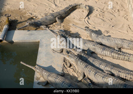 Gharial (Gavialis gangeticus) coccodrilli in Chitwan il parco nazionale, il Nepal Foto Stock