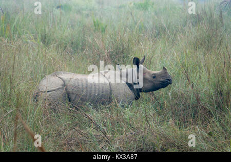 Maggiore uno horner rhino (Rhinoceros unicornis) in piedi in erba lunga in Chitwan il parco nazionale, il Nepal Foto Stock