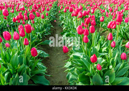 Campi di Tulipani rosa in piena fioritura. Tulip annuale festival, Woodburn, Oregon Foto Stock