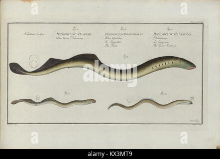 D. Marcus Elieser Bloch, ausübenden Arztes zu Berlin ... Oeconomische Naturgeschichte der Fische Deutschlands (20663192738) Foto Stock