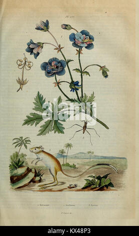 Placca 177 del "Dictionnaire pittoresque d'histoire naturelle" raffigurante animali, piante e fenomeni naturali con disegni dettagliati Foto Stock