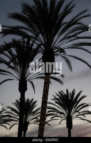 Quattro enormi palme stagliano contro un grigio cielo di sera, uno con le luci di Natale sul suo tronco, alla fine della giornata. Full frame, incombente, stagionali. Foto Stock