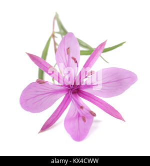 Rosa alpina fiore willowherb isolato su bianco Foto Stock