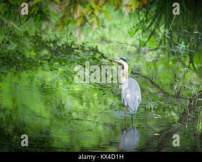 Grande airone blu in acqua Foto Stock