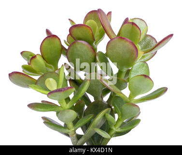 Crassula portulacea impianto isolato su sfondo bianco Foto Stock