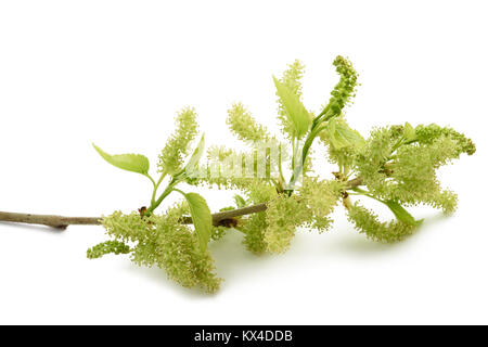 Ramo di gelso con verde giovane frutta isolato su bianco Foto Stock